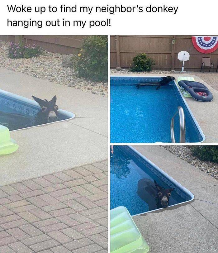 donkey pool - Woke up to find my neighbor's donkey hanging out in my pool!