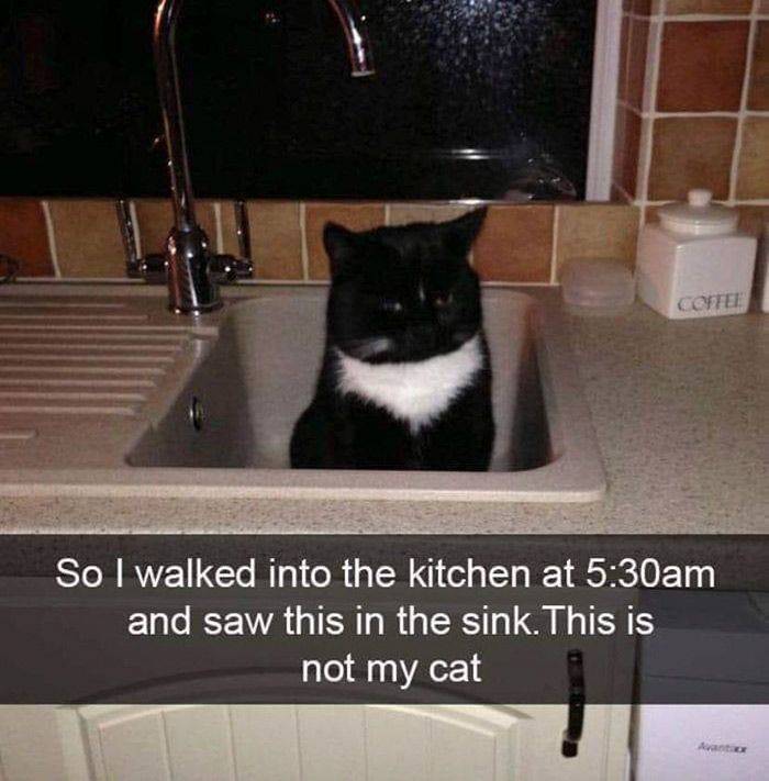 cat choose you - Coffee So I walked into the kitchen at am and saw this in the sink. This is not my cat A