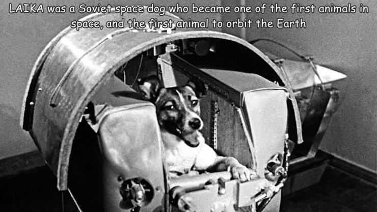 sputnik ii - Laika was a Soviet space dog who became one of the first animals in space, and the first animal to orbit the Earth