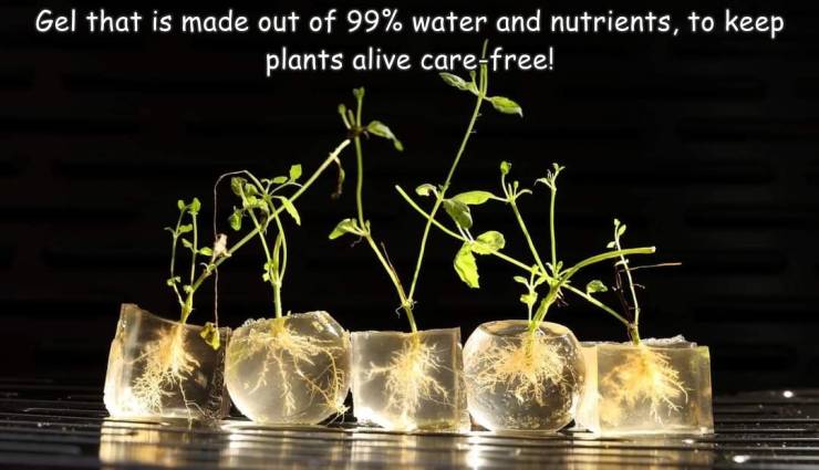 water - Gel that is made out of 99% water and nutrients, to keep plants alive care free!