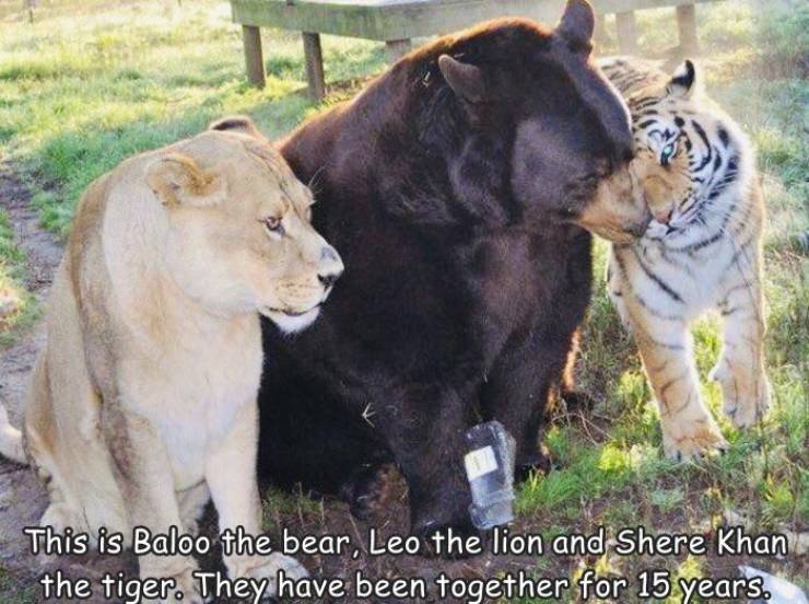 funny pics - funny memesbear lion and tiger - This is Baloo the bear, Leo the lion and Shere Khan the tiger. They have been together for 15 years.
