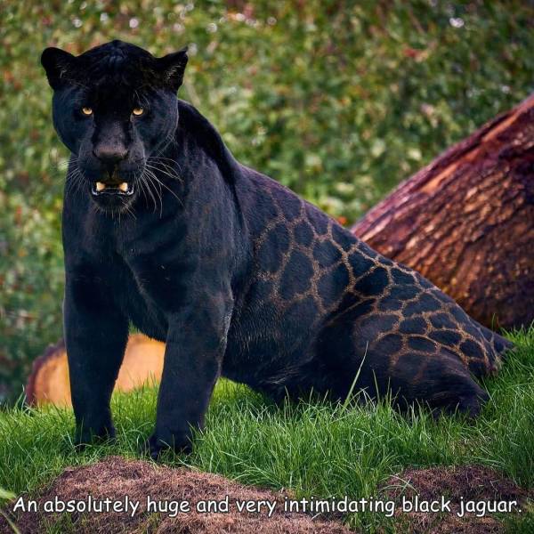 funny pics - funny memesblack leopard - An absolutely huge and very intimidating black jaguar.
