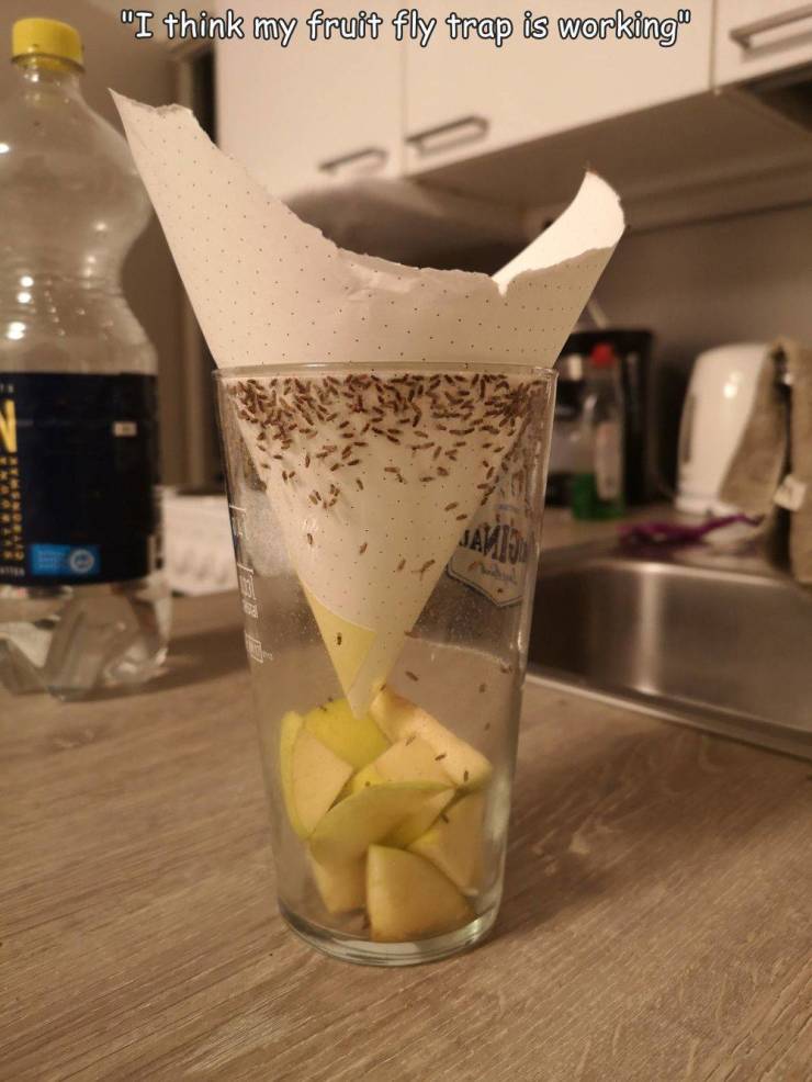 funny pics - funny memesdrink - "I think my fruit fly trap is working" Savio