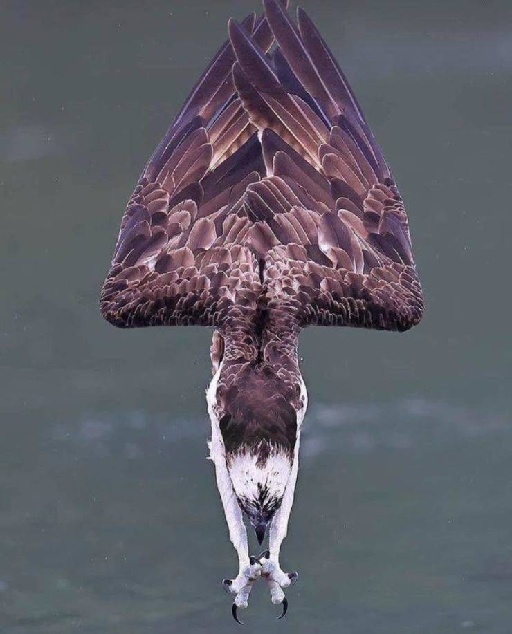 funny photos - osprey at the moment of attack