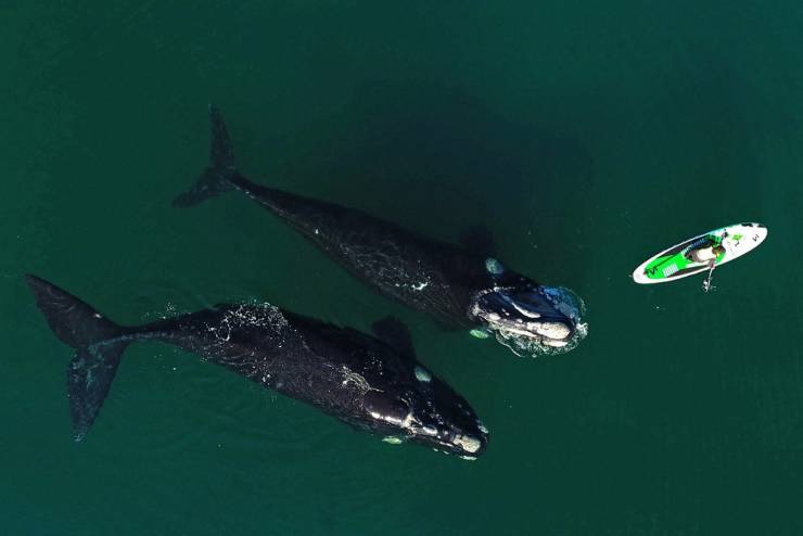 fun pics - fun randoms - southern right whale