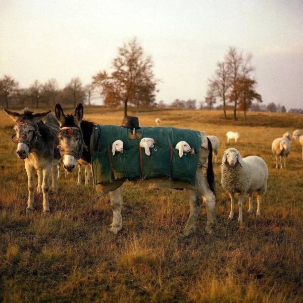 fun randoms - cool photos - donkey nanny lambs - Jan