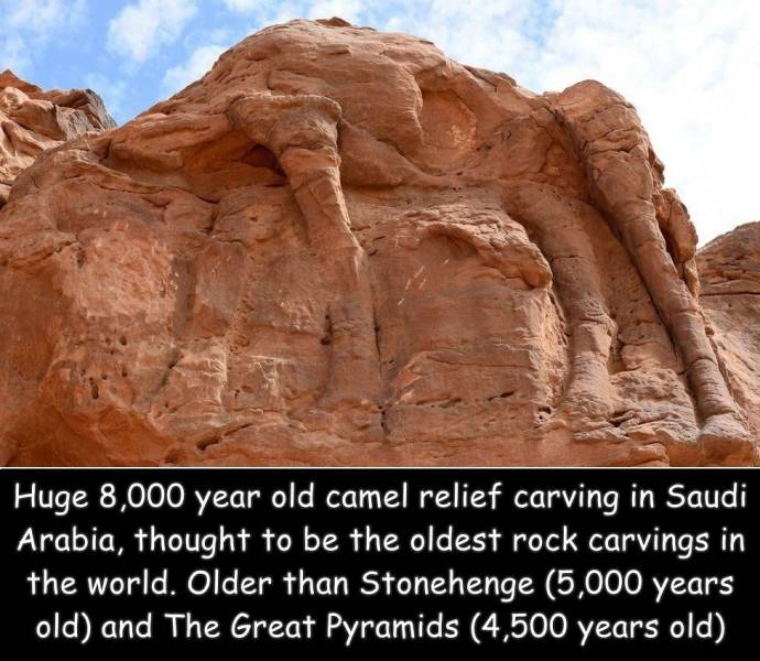 fun randoms - cool photos - Huge 8,000 year old camel relief carving in Saudi Arabia, thought to be the oldest rock carvings in the world. Older than Stonehenge 5,000 years old and The Great Pyramids 4,500 years old