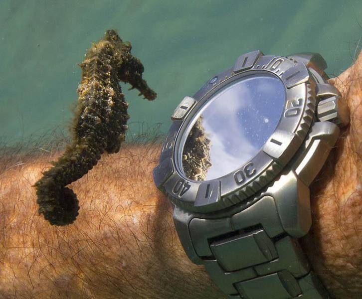 fun randoms - cool photos - seahorse watch - 30 De