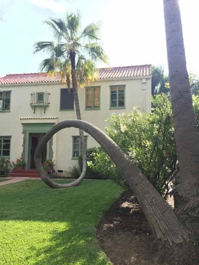 fun randoms - cool photos - palm tree fell over