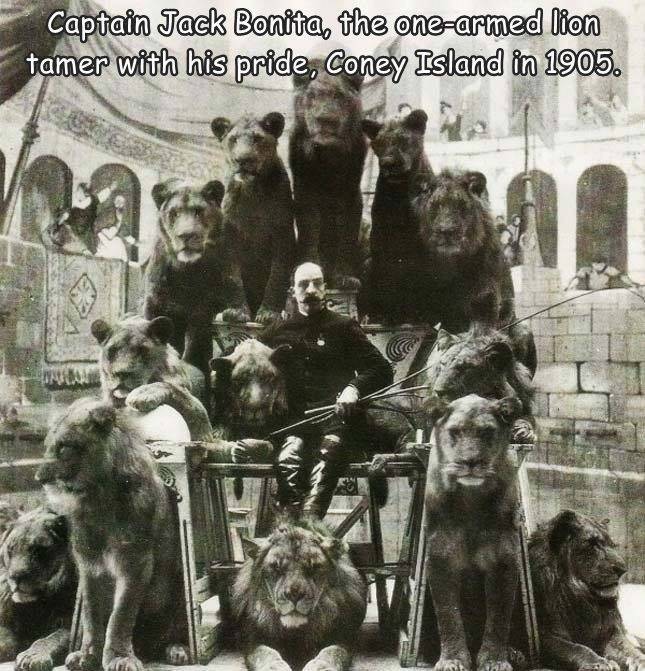 fun randoms - cool photos - captain jack bonavita - Captain Jack Bonita, the onearmed lion tamer with his pride, Coney Island in 1905. E