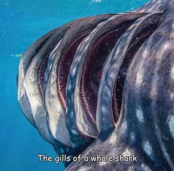 fun pics - randoms - whale shark gills - The gills of a whale shark