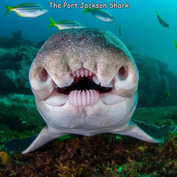 fun pics - randoms - port jackson shark - The Port Jackson Shark