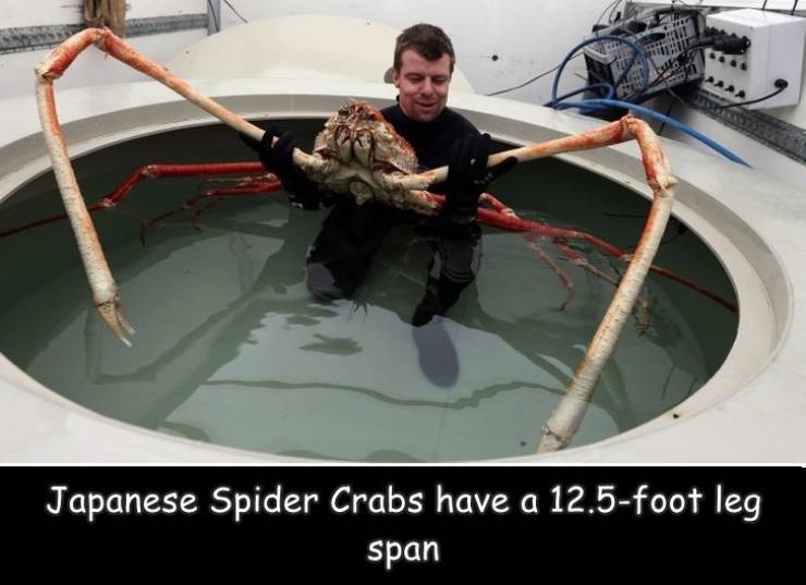 spider crab - Japanese Spider Crabs have a 12.5foot leg span