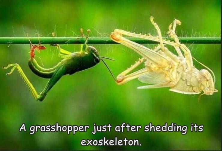 interesting science - A grasshopper just after shedding its exoskeleton.