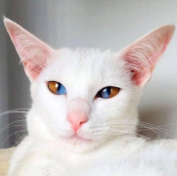 heterochromia cat