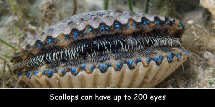 scallops have 200 eyes - is cccccc Scallops can have up to 200 eyes