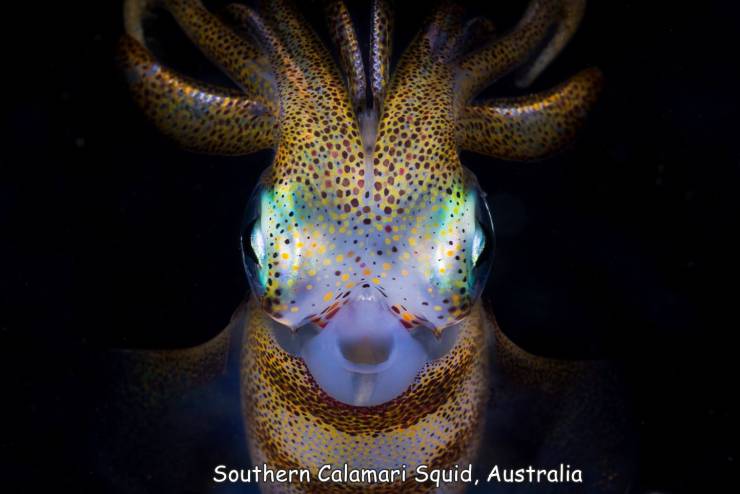 hand dyed yarn blue - Southern Calamari Squid, Australia