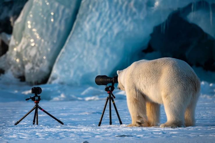 polar bear camera