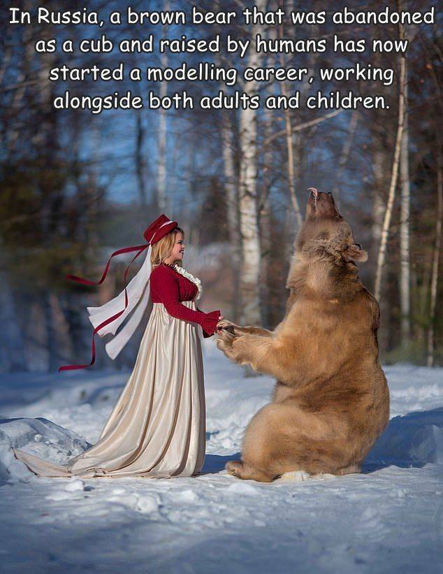 photo caption - In Russia, a brown bear that was abandoned as a cub and raised by humans has now started a modelling career, working alongside both adults and children.