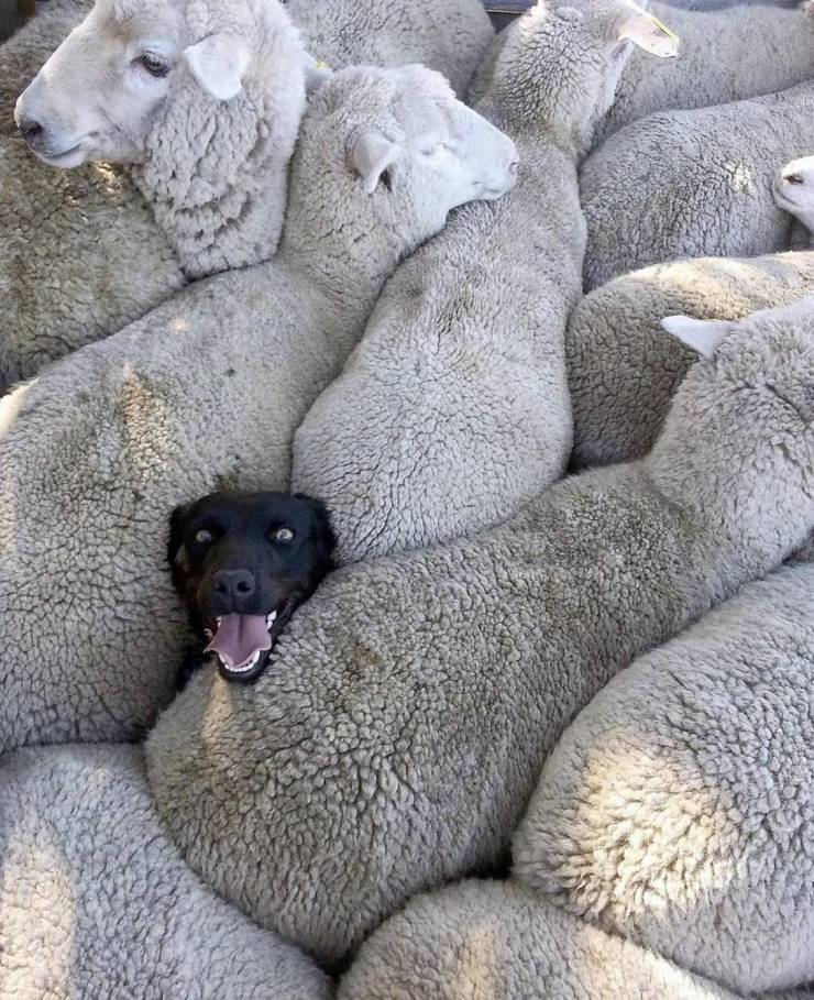 sheepdog experience