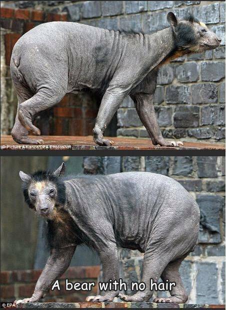 shaved bear - Picture Biance Opa Photoshot A bear with no hair