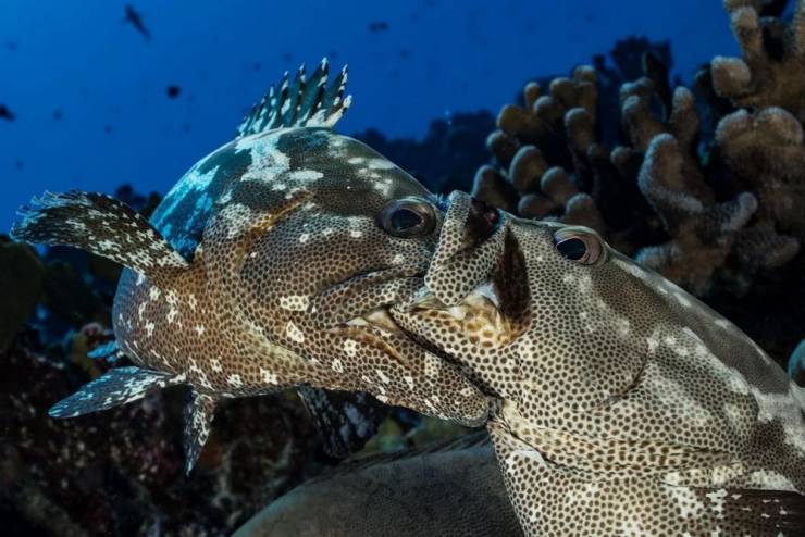 epic photos - marine biology