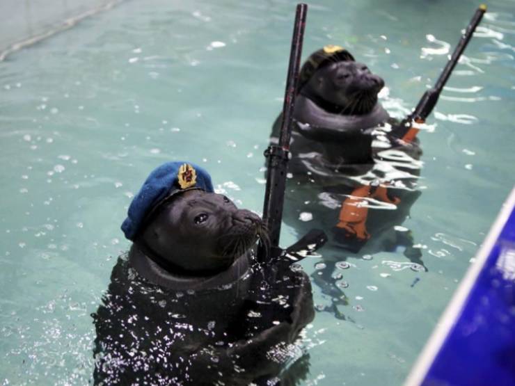 epic photos - russian navy seals