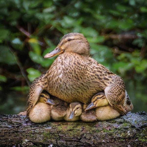 awesome images - cool photos - mama duck and ducklings