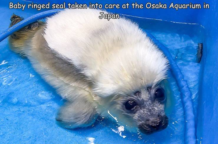 awesome images - cool photos - fauna - Baby ringed seal taken into care at the Osaka Aquarium in Japan