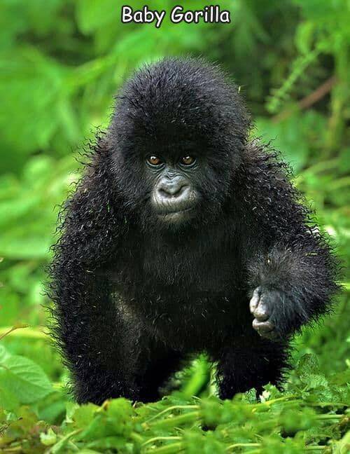 awesome images - cool photos - fuzzy gorilla - Baby Gorilla
