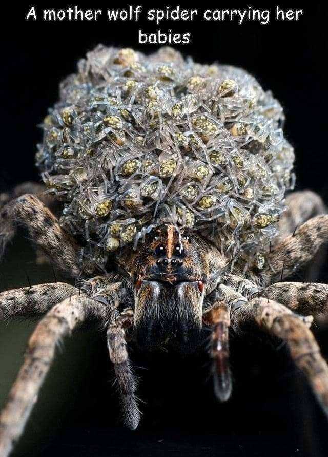 awesome images - cool photos - cursed spider - A mother wolf spider carrying her babies