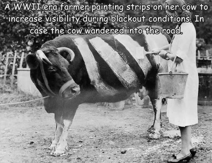 world war 2 blackout - A Wwii era farmer painting strips on her cow to increase visibility during blackout conditions. In case the cow wandered into the road.