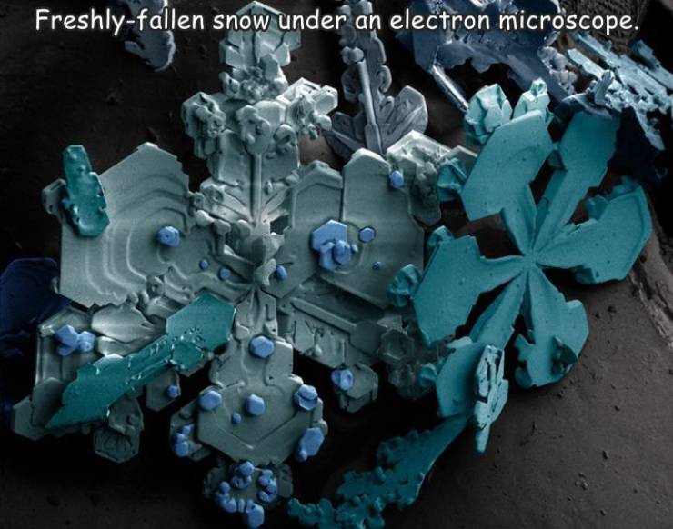 snow under electron microscope - Freshlyfallen snow under an electron microscope.