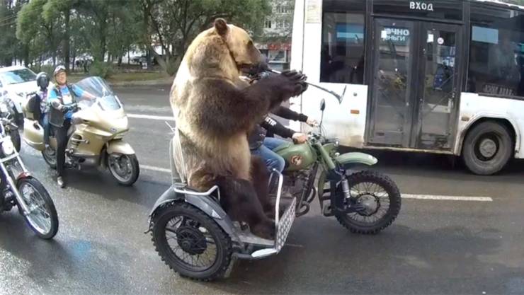 russian bear motorcycle sidecar - La We Doxa