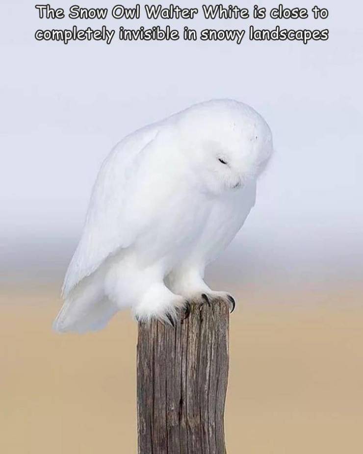 The Snow Owl Walter White is close to completely invisible in snowy landscapes