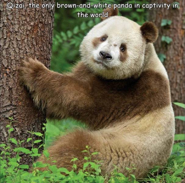 fun randoms - cool stuff - qizai panda - Qizai, the only brownandwhite panda in captivity in the world