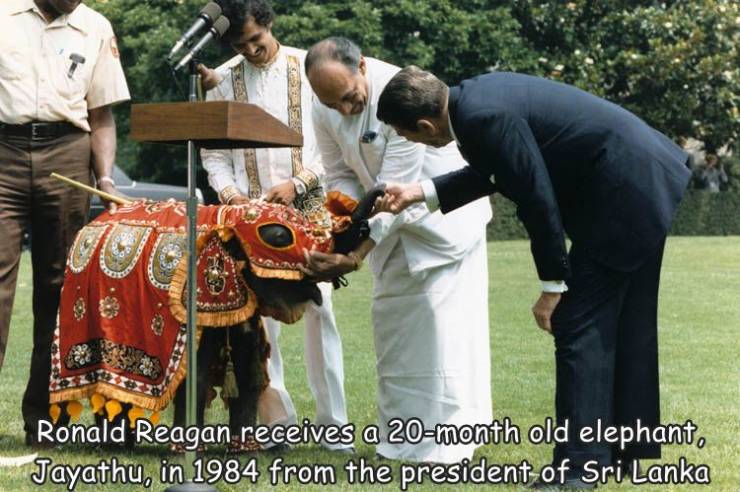 fun randoms - cool stuff - ronald reagan elephant - Ser Ronald Reagan receives a 20month old elephant, Jayathu, in 1984 from the president of Sri Lanka