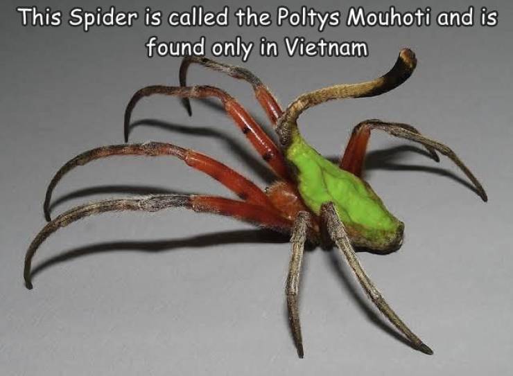 cool and interesting random pics -  scorpion tailed spider malaysia - This Spider is called the Poltys Mouhoti and is found only in Vietnam