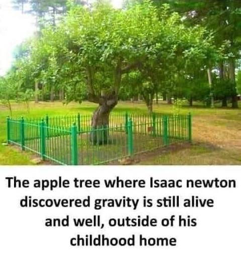 cool and interesting random pics -  isaac newton apple tree - The apple tree where Isaac newton discovered gravity is still alive and well, outside of his childhood home