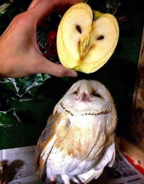 cool and interesting random pics -  apple owl - Md