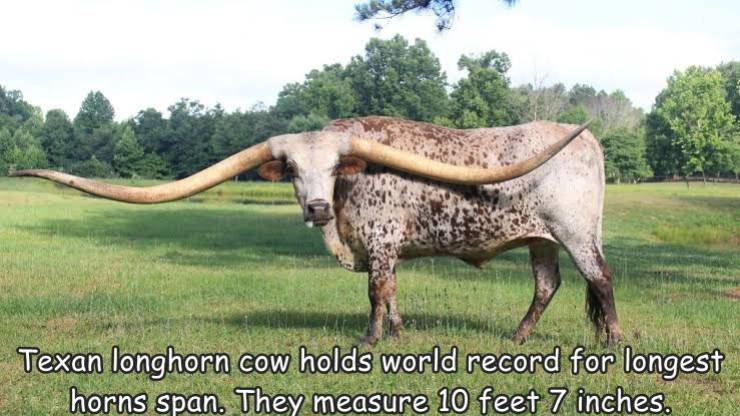texas longhorn world record - Texan longhorn cow holds world record for longest horns span. They measure 10 feet 7 inches.