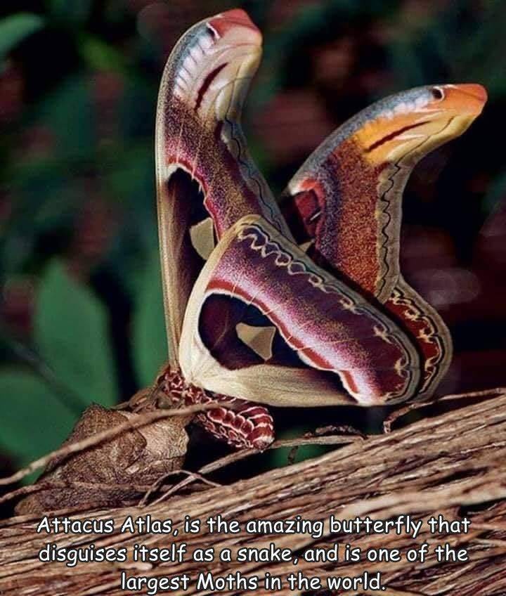 butterfly that looks like a cobra - ht Attacus Atlas, is the amazing butterfly that disguises itself as a snake, and is one of the largest Moths in the world.
