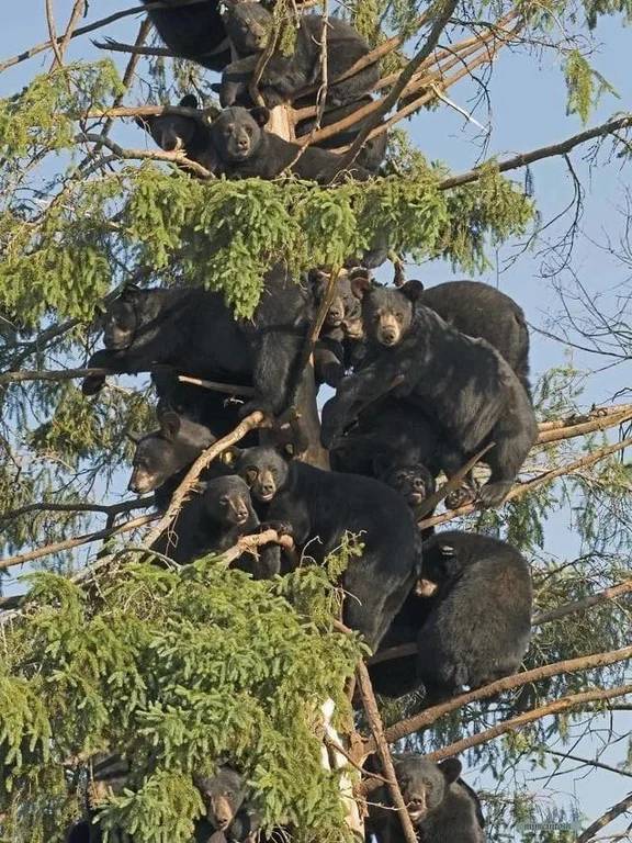 many bears in a tree