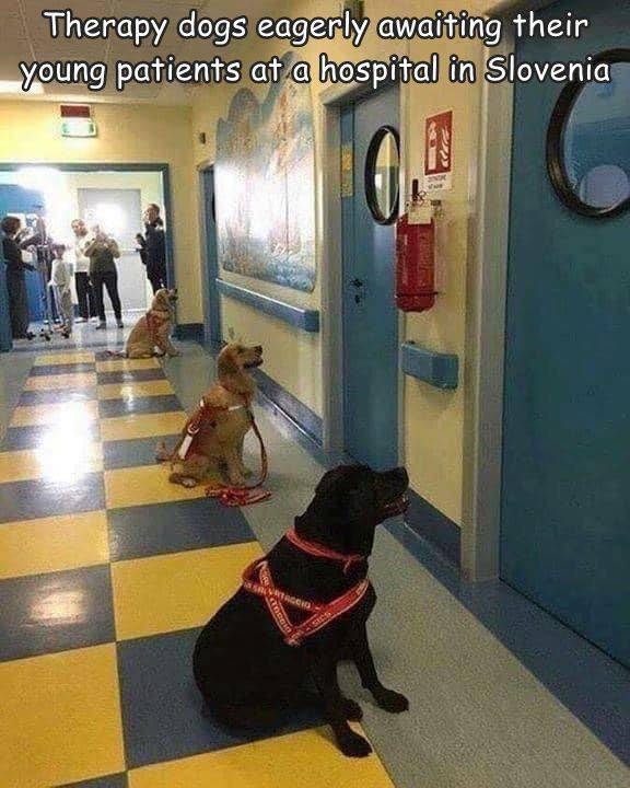 dogs waiting to enter hospital rooms - Therapy dogs eagerly awaiting their young patients at a hospital in Slovenia