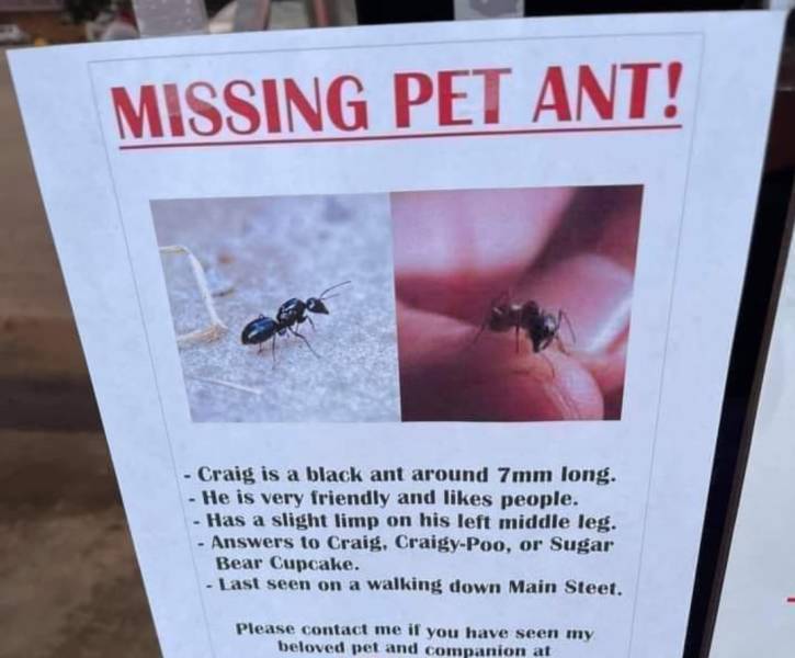 funny photos - fun randoms - poster - Missing Pet Ant! Craig is a black ant around 7mm long. He is very friendly and people. Has a slight limp on his left middle leg. Answers to Craig, CraigyPoo, or Sugar Bear Cupcake. Last seen on a walking down Main Ste