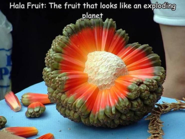 funny photos - fun randoms - fruit hala - Hala Fruit The fruit that looks an exploding planet P