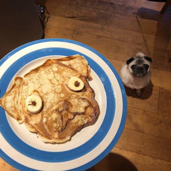 funny photos - fun randoms - pug pancake