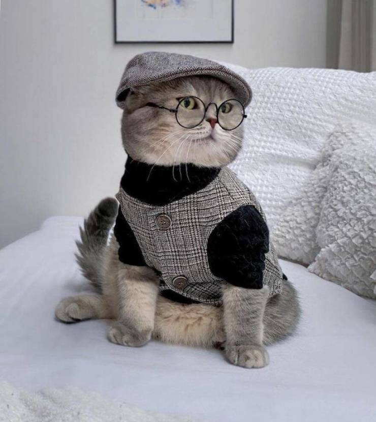 funny photos - fun randoms - cat outfits