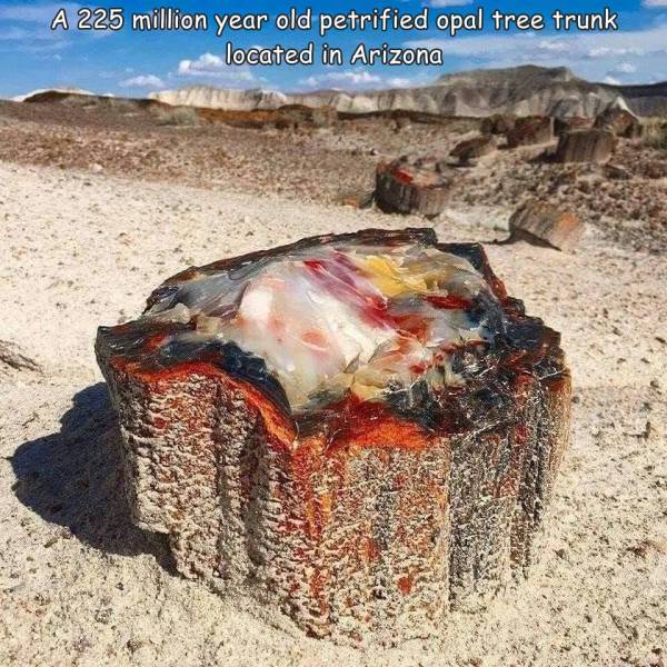 funny photos - petrified tree - A 225 million year old petrified opal tree trunk located in Arizona
