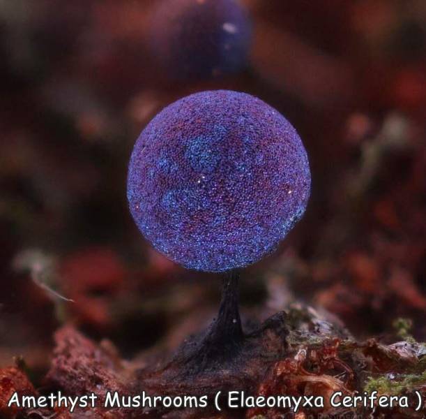 funny photos - amethyst mushroom sparkle - Amethyst Mushrooms Elaeomyxa Cerifera
